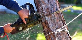 Best Tree Maintenance Programs  in Mccullom Lake, IL